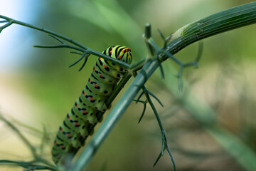 Different views and details of the Papilio machaon butterfly caterpillar on a fennel plant