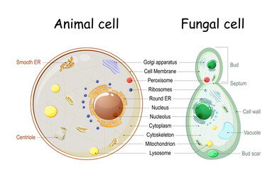 Animal cell and fungal (yeast) cell structure