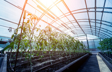 Naklejka premium Plants growing in a plant greenhouse. Agriculture