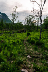 Obraz na płótnie Canvas Arctic mountain forest. Dwarf birch (Betula), forest fern (Filix). Mountain in the background. Senja island, northern Norway.