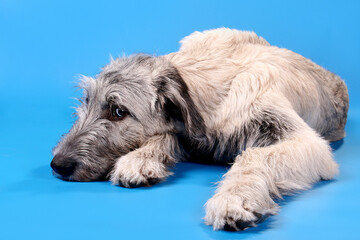 Irish wolfhound on a blue background.