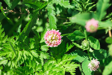 Closeup of a clover flower