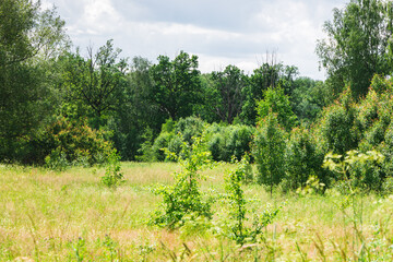 Fototapeta premium Meadow in the forest