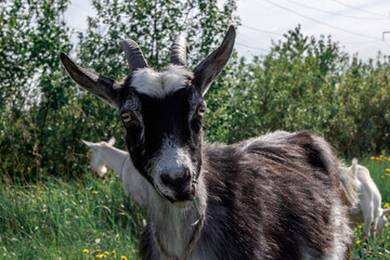 black and white goat standing in a green pasture with green background