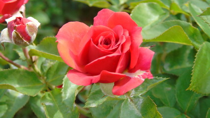 red rose in garden