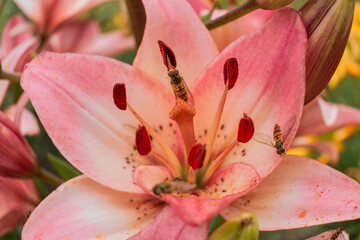 lilia osy r&oacute;żowe