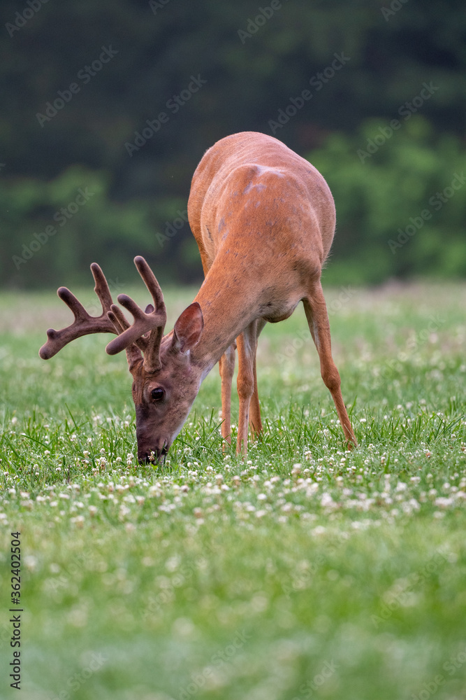 Wall mural white-tailed deer buck with velvet covered antlers in summer