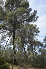 Naturaleza del bosque mediterráneo Mallorca - Islas Baleares - España. 