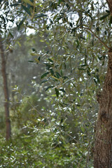 Olivo olivera o aceituno bosque mediterráneo Mallorca - Islas Baleares - España.