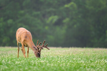 white-tailed deer buck with velvet covered antlers in summer