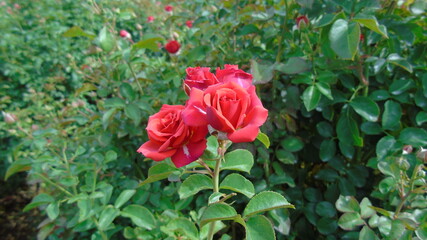 pink roses in garden