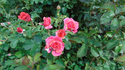 pink roses in garden