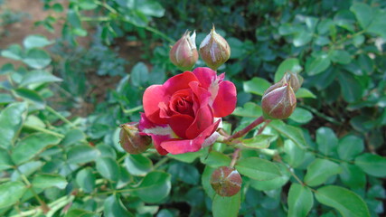 red rose in garden