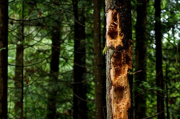 tree in the forest with large holes pecked by pileated woodpecker. 