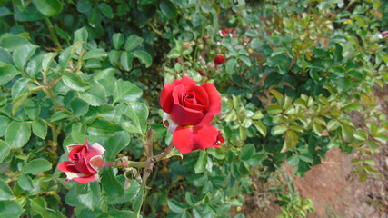 red rose in garden