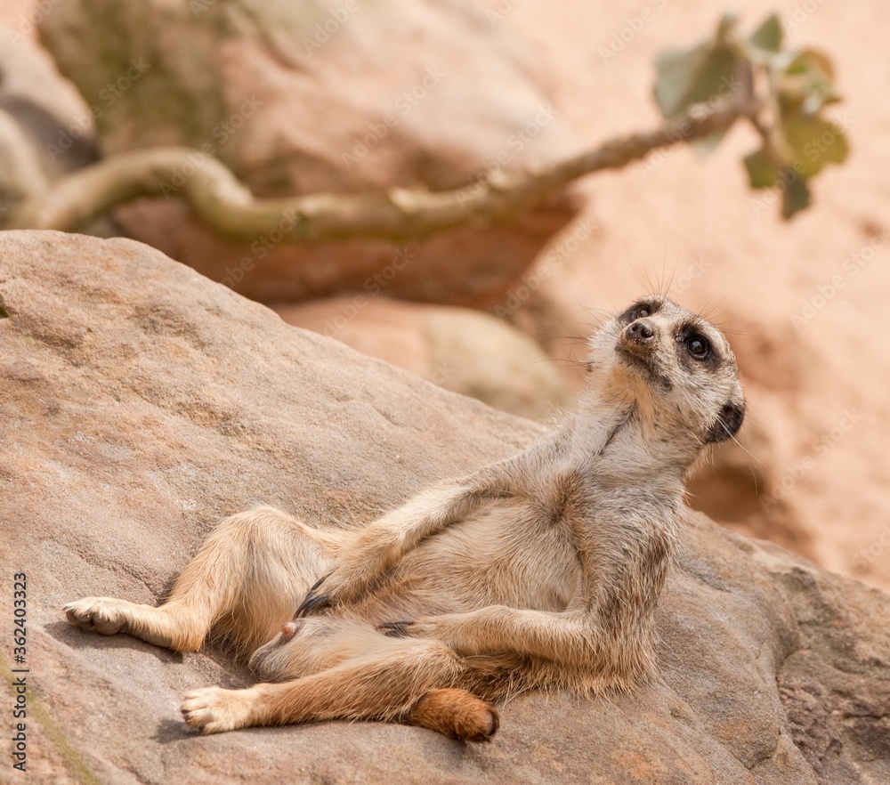 Sticker Dutch angle shot of a meerkat lying on a rocky surface