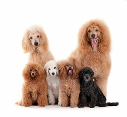 Closeup shot of standard poodles family isolated on white background