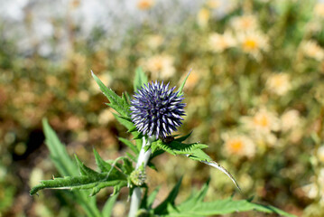 thistle flower in a meadow