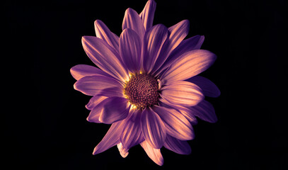 Obraz premium Vibrant Violet Daisy Flower