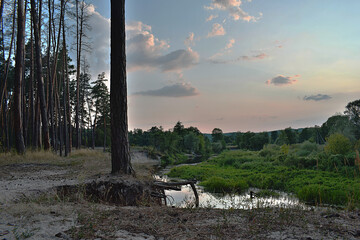 The steep bank of the river with pine trees in the evenin