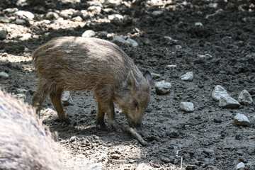 Wildschwein auf der Futtersuche im Matsch