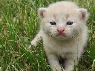 Naklejka na ściany i meble white kitten in grass