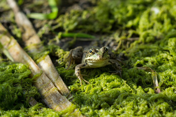 The marsh frog (Pelophylax ridibundus), of the family Ranidae.