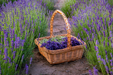 Fototapeta na wymiar Basket of freshly cut blooming lavender in lavender season in July in Latvia