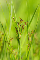 Juncus compressus, of the family Juncaceae.