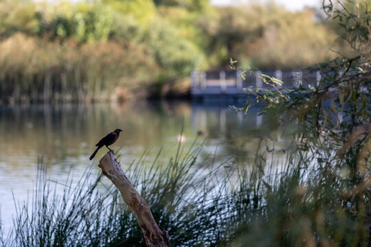 Common Grackle perched on tree branch with water in the background