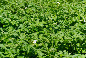 Potato bush blooming with white flowers in potato plants. growing organic potato at garden.
