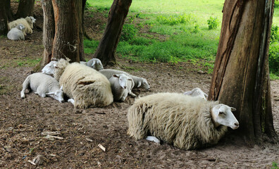 resting sheep in Bokrijk, Belgium