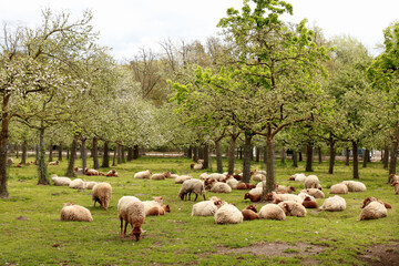 Obraz premium herd of sheep in Bokrijk, Belgium