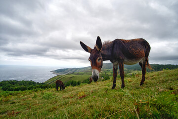 Donkeys grazing in a meadow