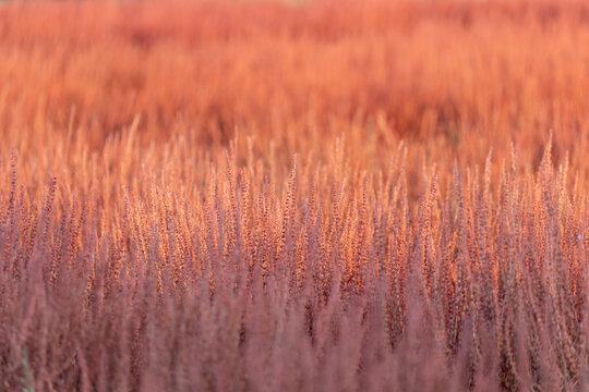 background picture of red and pink grasses 