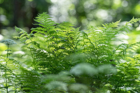 background image of green fern leaves in a meadow