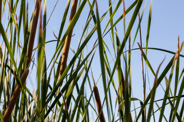 Background of green grass and cattails