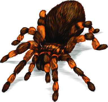brown and orange tarantula spider clip art preview