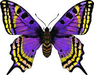 butterfly purple yellow Morph fabulous beautiful