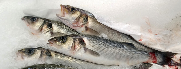 poisson / bars / Dicentrarchus labrax