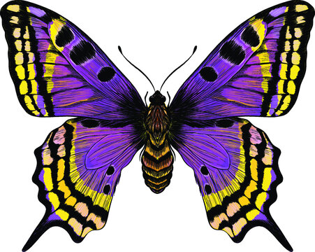 butterfly purple yellow Morph fabulous beautiful