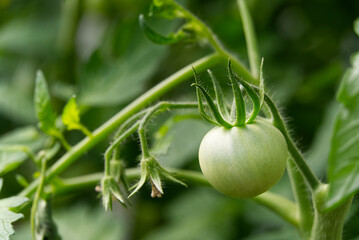 Fototapeta premium Unripe Green Tomatoes in a greenhouse, DIY cultivation concept.