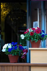 the window of a summer cafe decorated with pots of multicolored petunias