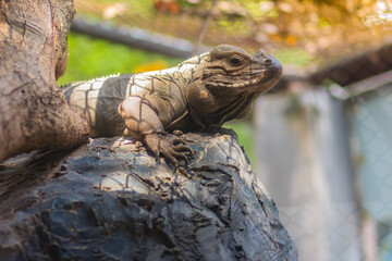 Cute rhinoceros iguana (Cyclura cornuta) is a threatened species of lizard in the family Iguanidae that is primarily found on the Caribbean island of Hispaniola
