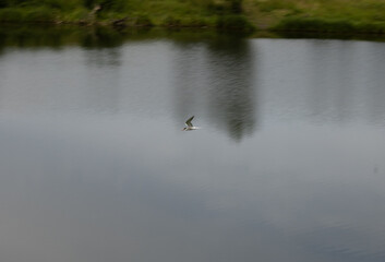 a white gull flies over the water.