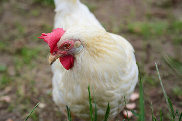 A white chicken in the field, with a dirty beak, close-up and from the front