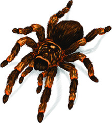 tarantula spider black brown orange  print vector illustration - obrazy, fototapety, plakaty