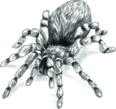 Spider Coloring Pages - Free & Printable!