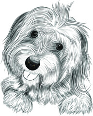 dog Affenpincher Briar black and white sketch tattoo vector illustration
