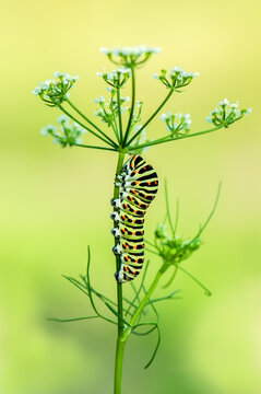 butterfly caterpillar Papilio machaon on a forest plant on a summer day
